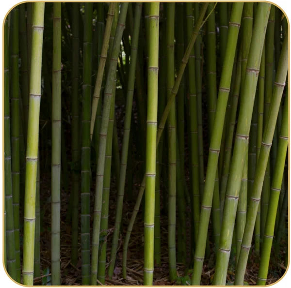Bamboo Stick